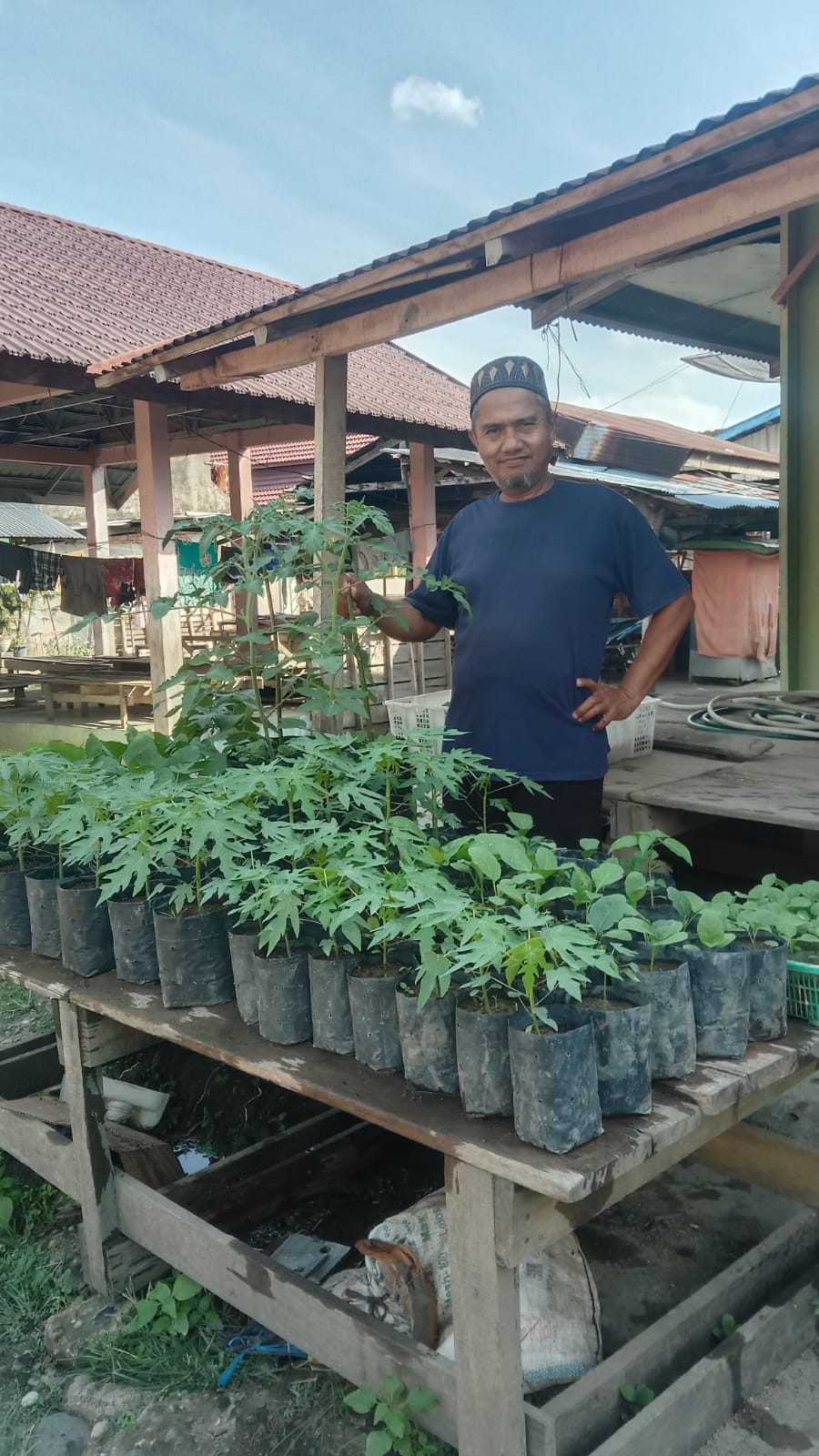 Menanam Cabe Organik Dilahan Kritis Gunakan Limbah Pasar Kotoran Sapi